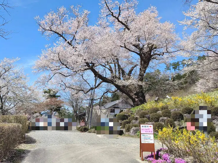 善勝寺桜まつりの風景
